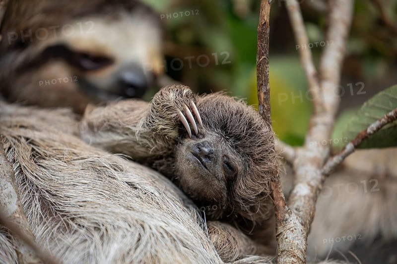 Close up of a baby three-toed sloth (Bradypus variegatus) scratching its eye while clinging to its mother. Manzanillo, Limon, Costa Rica