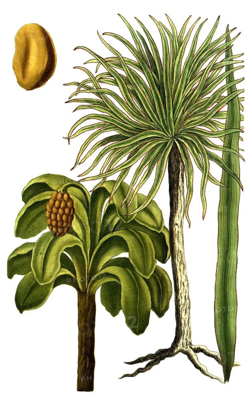 Botany, plants, carnauba palm, Copernicia prunifera Palma prunifera, and oil palm, Elaeis guineensis, Palma guineensis