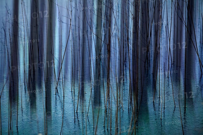 Atmospheric forest, abstract structures, wiping effect, bulb exposure