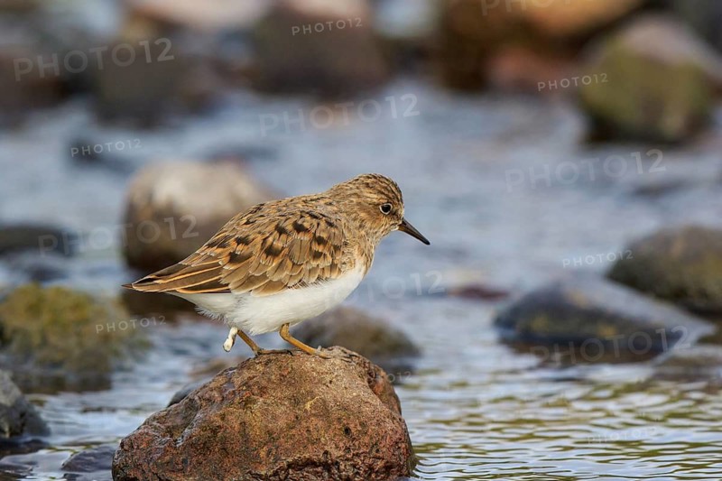 Temminck's Stint (Calidris temminckii), Greece