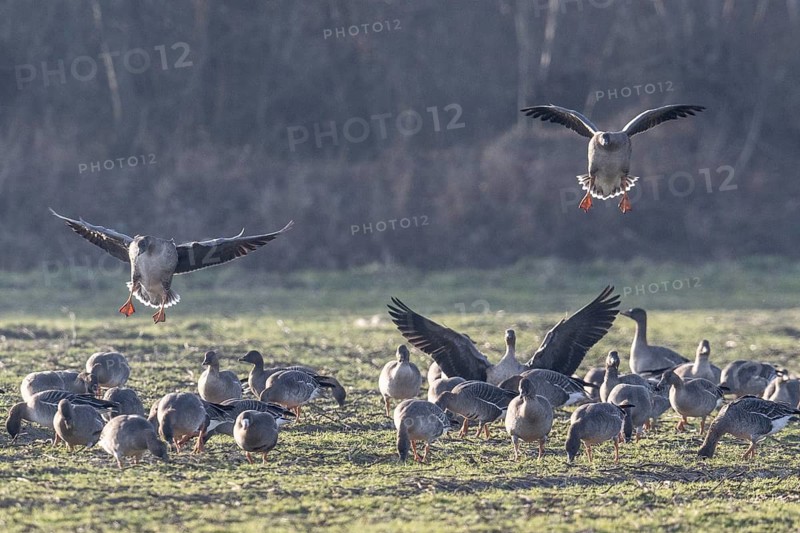 Bean geese (Anser fabalis), Emsland, Lower Saxony, Germany