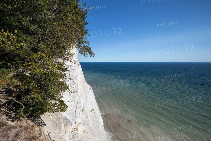 High white chalk cliffs and green beech trees (Fagus sylvatica) at the coast of the milky Baltic Sea under a clear blue sky. Møns Klint, Sjælland, Denmark