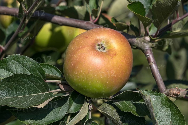 Apple (Malus domestica 'Grüner Winterstettiner'), ZALF Müncheberg, Germany