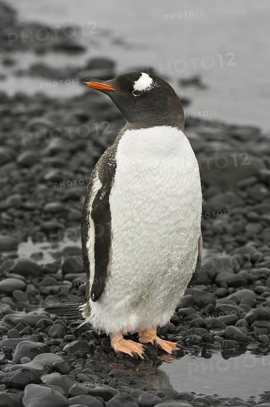 Gentoo Penguin (Pygoscelis papua), Antarctica