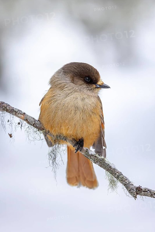 Siberian jay (Perisoreus infaustus, Corvus infaustus) perched in spruce tree in snow covered taiga in winter, Scandinavia
