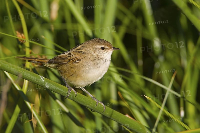 Little Grassbird (Megalurus gramineus), Victoria, Australia