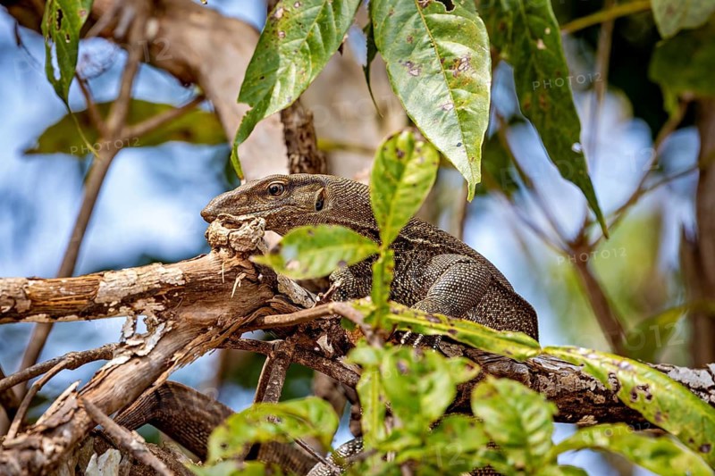 Embedded lizard between branches and leaves in a forest, Bengal monitor lizard near Sigiriya in Sri Lanka (Varanus bengalensis) l