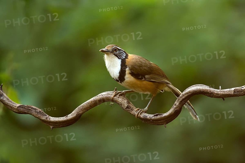 Greater Necklaced Laughingthrush (Garrulax pectoralis), Yunnan, China
