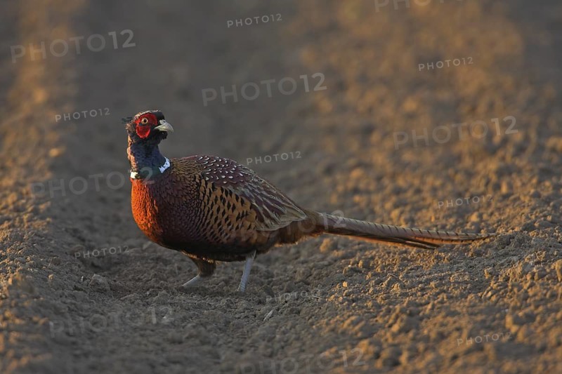 Common Pheasant (Phasianus colchicus) male, Rhineland-Palatinate, Germany