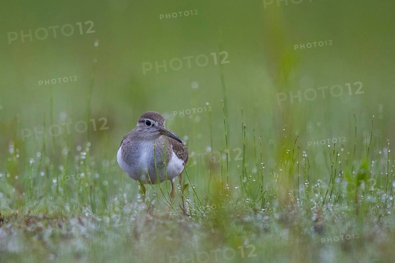 Common Sandpiper (Actitis hypoleucos) foraging, North Rhine-Westphalia, Germany
