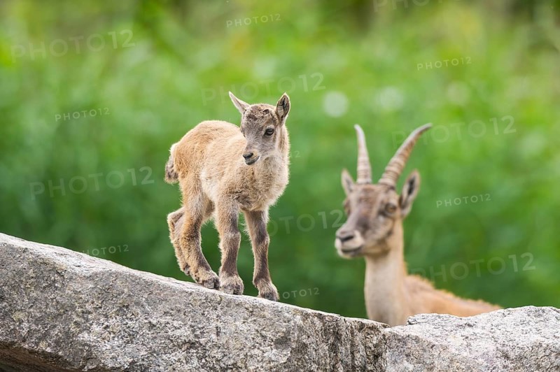 Alpine ibex (Capra ibex), youngster with its mother on a rock, Bavaria, Germany