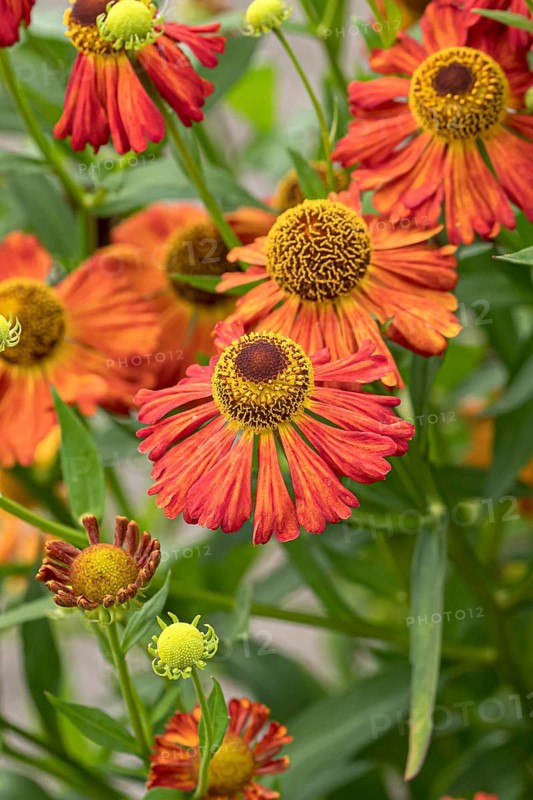 Sunflower (Helenium 'Septemberfox'), RHS Garden Bridgewater, Great Britain