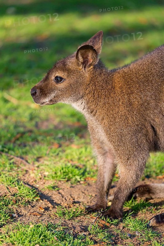 Red-necked wallaby or Bennett's wallaby (Macropus rufogriseus) with cub in her pouch, sits on a green meadow