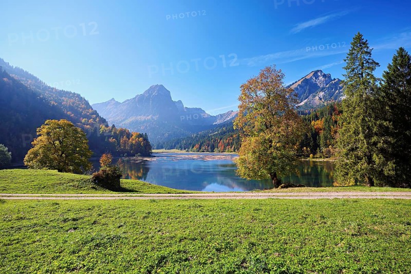 Autumn-coloured sycamore maple (Acer pseudo plantanus), at Obersee, Näfels, Canton Glarus, Switzerland
