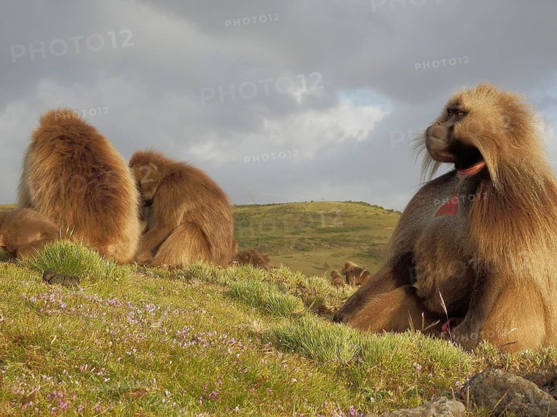 Djelada, blood-breasted baboon (therpithecus gelada) sitting in a meadow with a mountainous, sunny landscape in the background, Simien National Park, Ethiopia