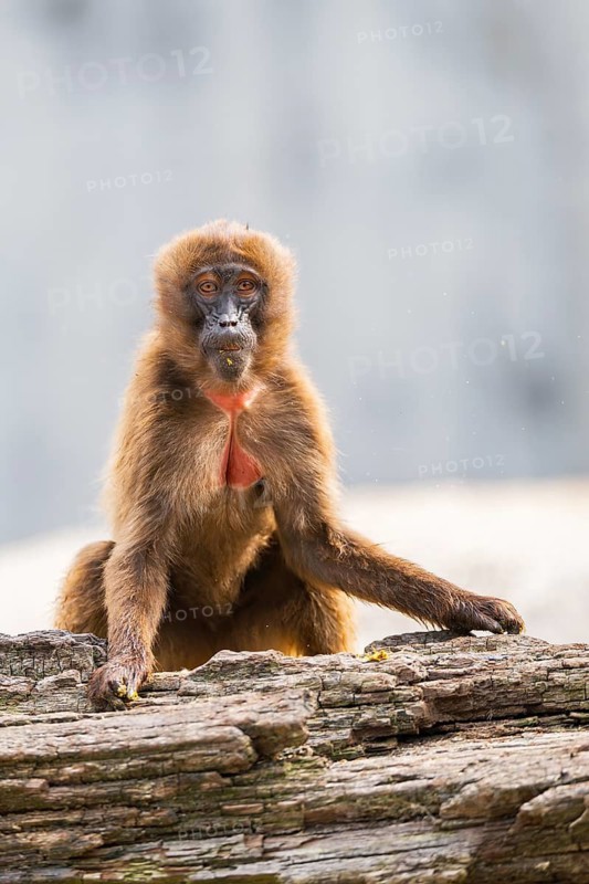 Gelada (Theropithecus gelada) sitting on an old tree trunk, captive, Germany