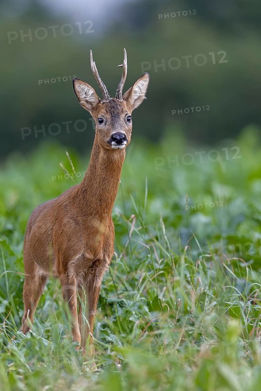 Roebuck (Capreolus capreolus) looking for a doe in the leaf season, leaf season, mating season, August, Germany