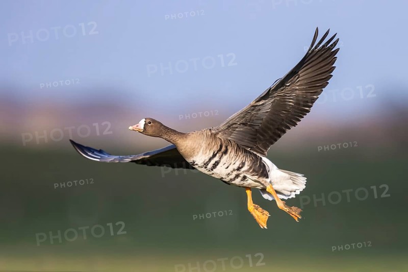 Greater White-fronted Goose (Anser albifrons) flying, North Rhine-Westphalia, Germany