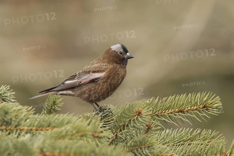 Grey-crowned Rosy Finch (Leucosticte tephrocotis), California, USA