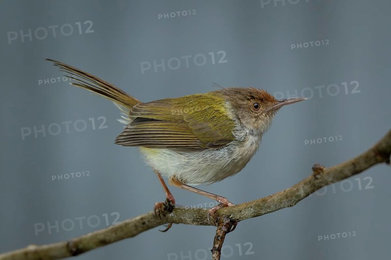 A Common Tailorbird (Orthotomus sutorius), Sreepur, Gazipur, bangladesh