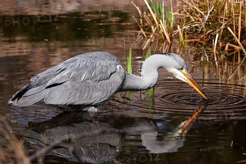 Grey heron in a lake, spring, Germany