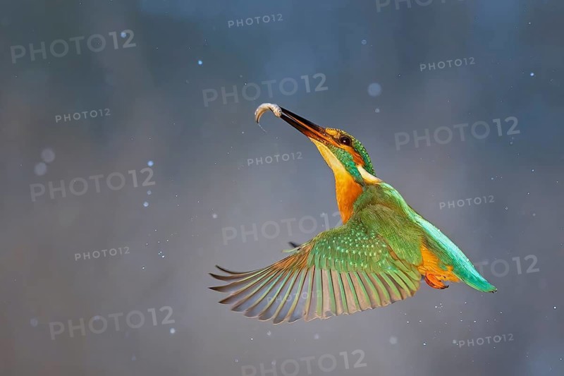 Kingfisher (Alcedo atthis) winter and frost, hunting, catching fish, flying with prey, dive, diving, underwater, surfacing, white fish, hungry, foraging, survival, immersion, Kiskunsag National Park, Hungary