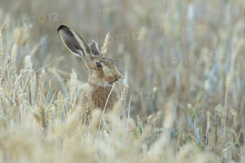 European brown hare (Lepus europaeus) adult animal feeding on a wheat sheath in a farmland field in summer, England, United Kingdom