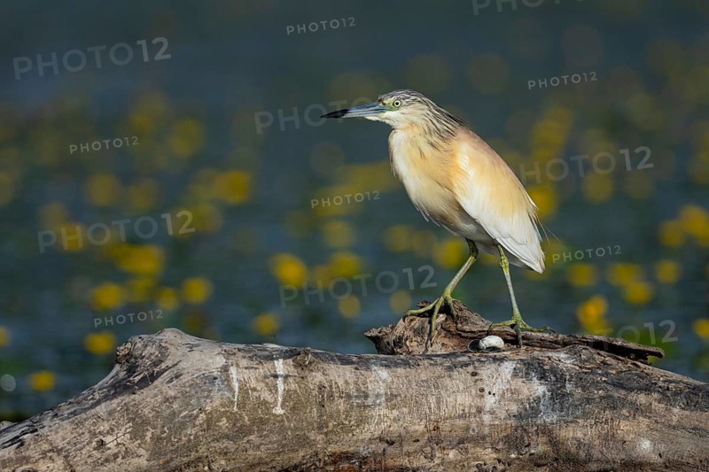 Squacco Heron (Ardeola ralloides) in the fog Hungary