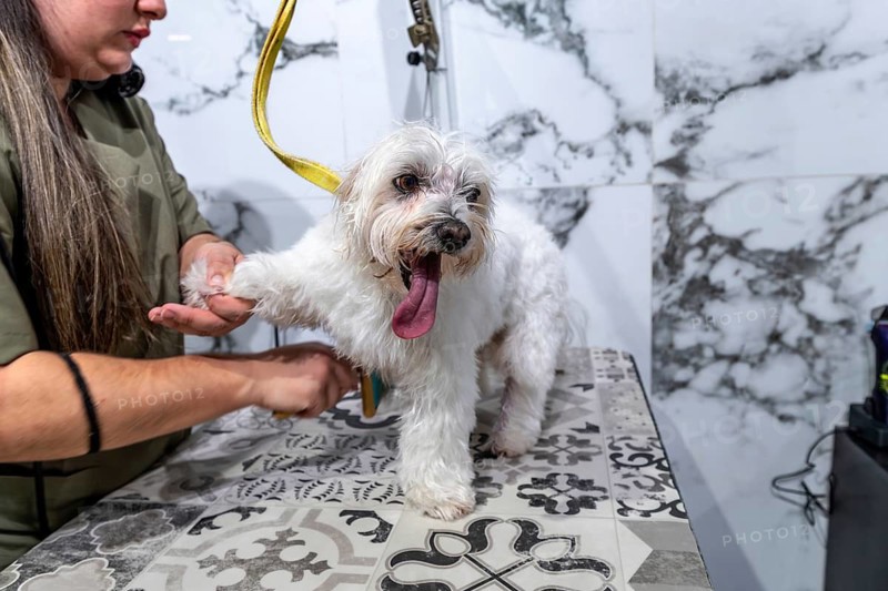 Professional groomer holding the paw of a small white maltese dog with its tongue out on a patterned grooming table, ensuring pet care and hygiene in a salon setting