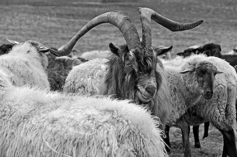 Goat (Capra aegagrus hircus), billy goat in a flock of sheep on the pasture, Kalkberg, black and white, Nesow, Mecklenburg-Western Pomerania, Germany