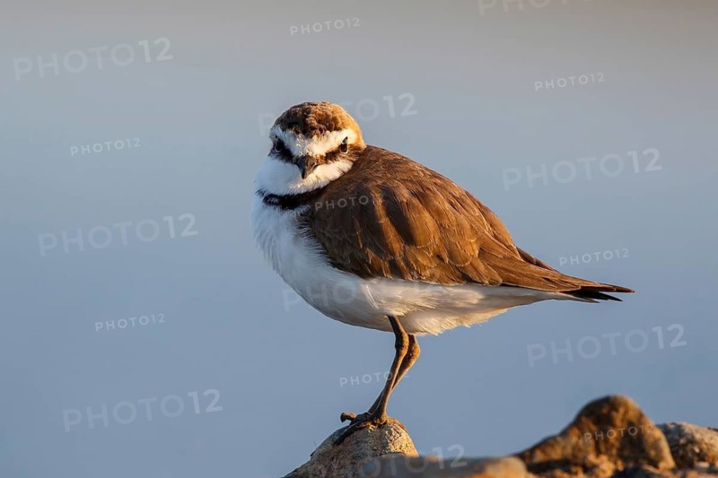 Kentish Plover (Charadrius alexandrinus) male, Lesvos, Greece