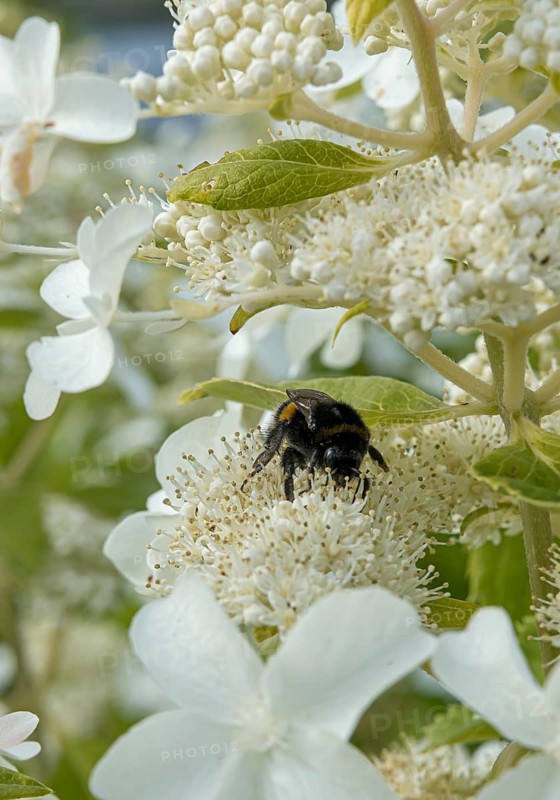 Panicle hydrangea (Hydrangea paniculata LEVANA), City Park, Finland