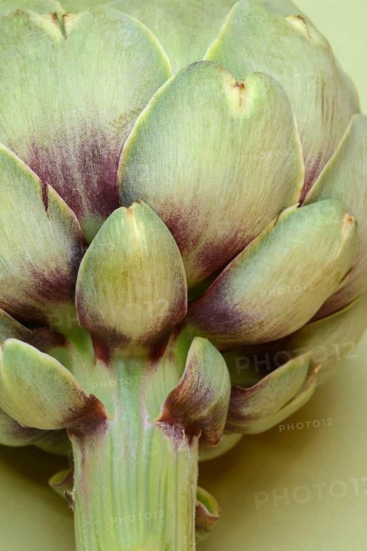 Artichoke, close-up, (Cynara scolymus)