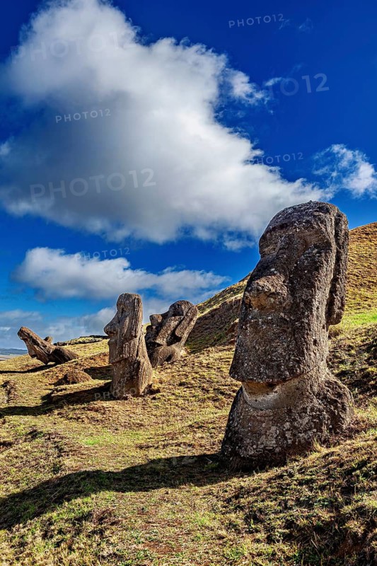 Stone statues on an overgrown hill in sunny weather, The Moai statues on Easter Island in the Pacific Ocean