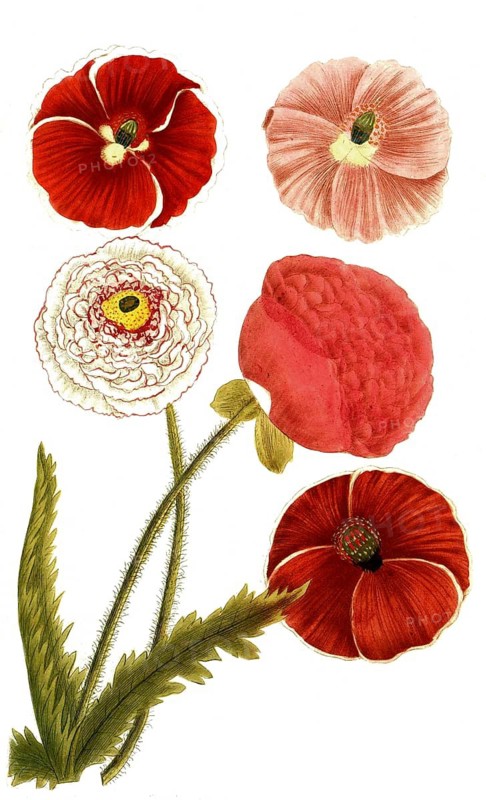 Botany, plants, papaver erraticum, various variants, papaver rhoeas, corn poppy