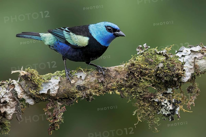 Blue-necked Tanager (Tangara cyanicollis) perched on a branch in Colombia, South America