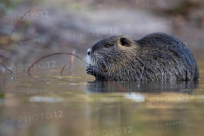 Nutria (Myocastor coypus) in a body of water, Osnabrück, Lower Saxony, Germany