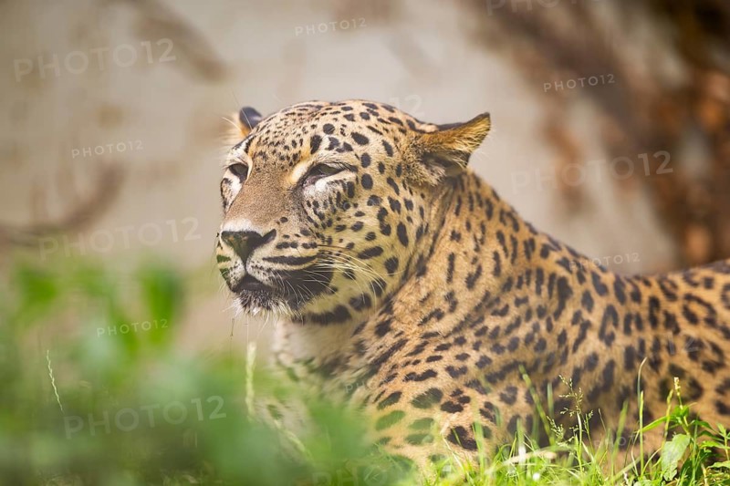 Leopard (Panthera pardus) lying in the bushes, captive, distribution africa