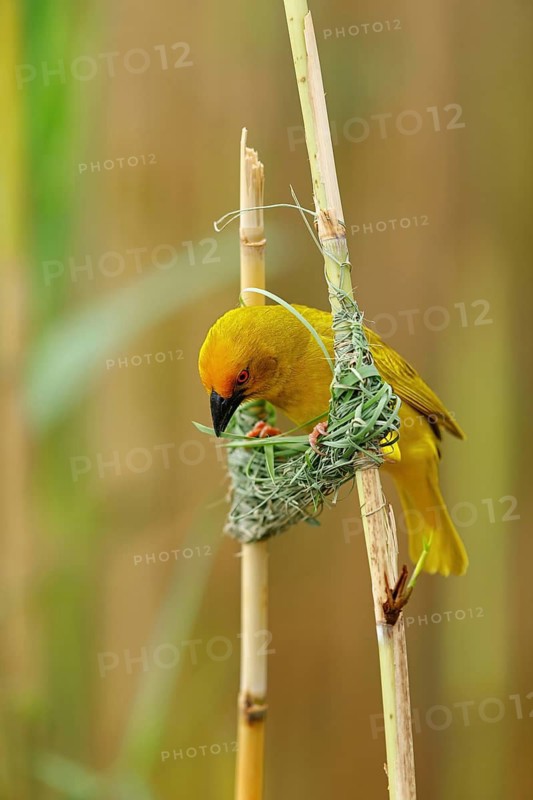 A gold weaver building a nest, iSimangaliso Wetland Park, St Lucia, KwaZulu-Natal, South Africa