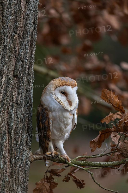 One barn owl (Tyto alba) sitting on a twig of a beech tree with some autumnal coloured leafs