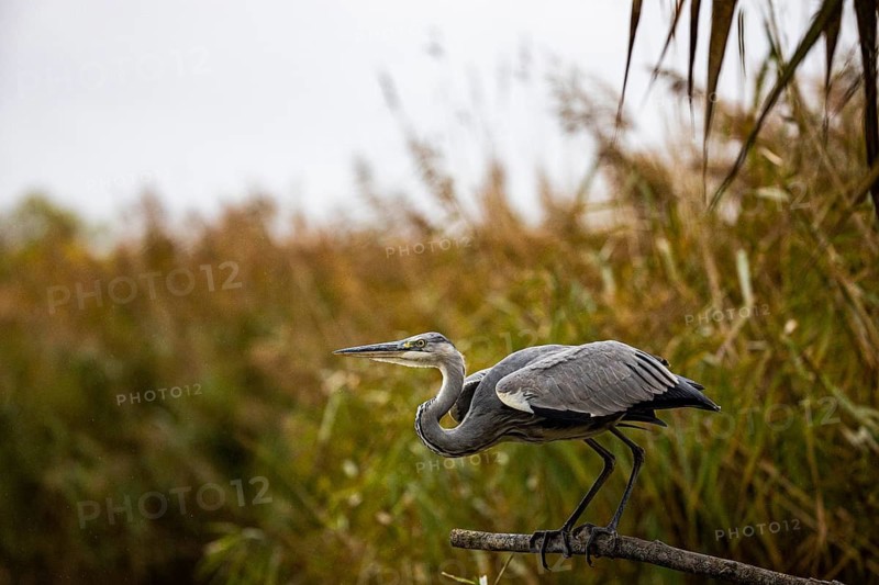 Grey heron (Ardea cinerea) Germany
