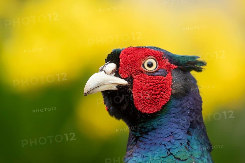 Common pheasant (Phasianus colchicus) adult male game bird head portrait, England, United Kingdom
