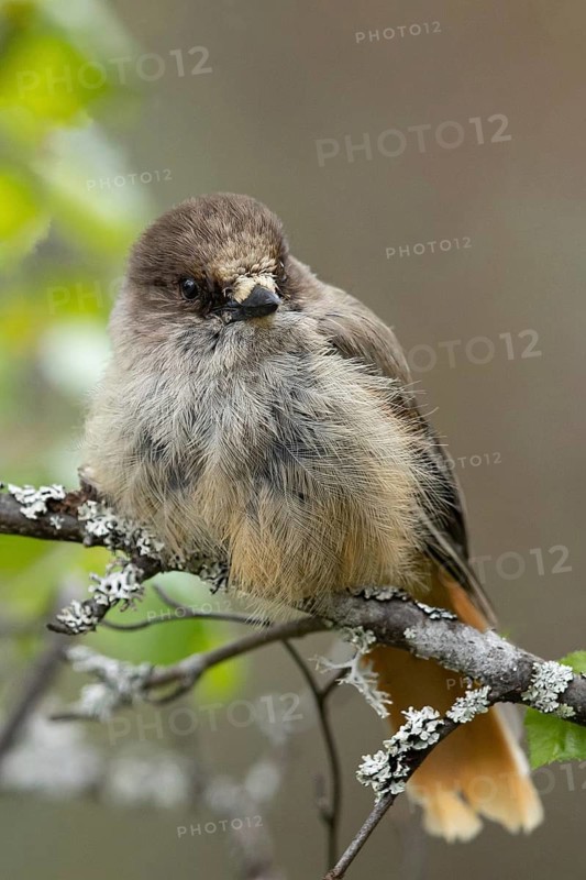 Siberian Jay (Perisoreus infaustus) perched on a branch, Dalarna, Sweden