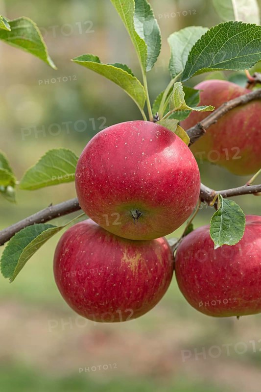 Apple (Malus domestica 'Mammut'), Bayerische Landesanstalt für W, Germany