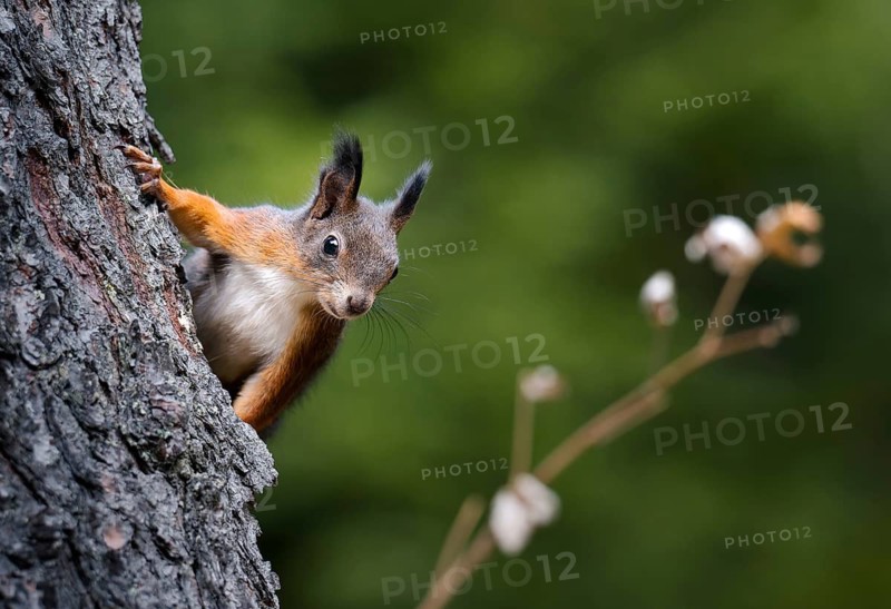 Squirrel (Sciurus vulgaris), climbing on a tree trunk, Grisons, Switzerland