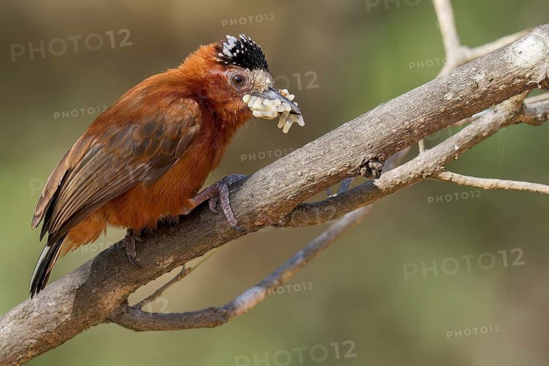 Chestnut Piculet (Picumnus cinnamomeus) perched on a branch in Colombia, South America