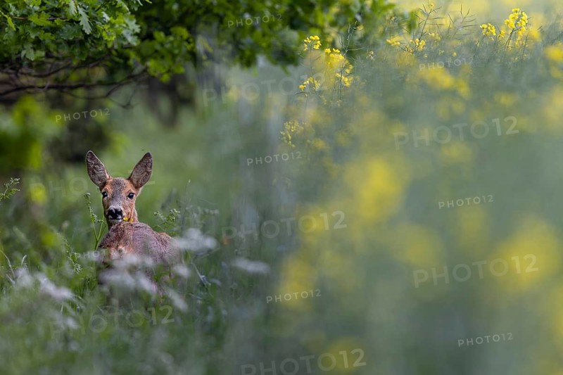 Doe (Capreolus capreolus) grazing at the edge of a forest, at the edge of a rape field, forest edge, May, rape blossom, Germany