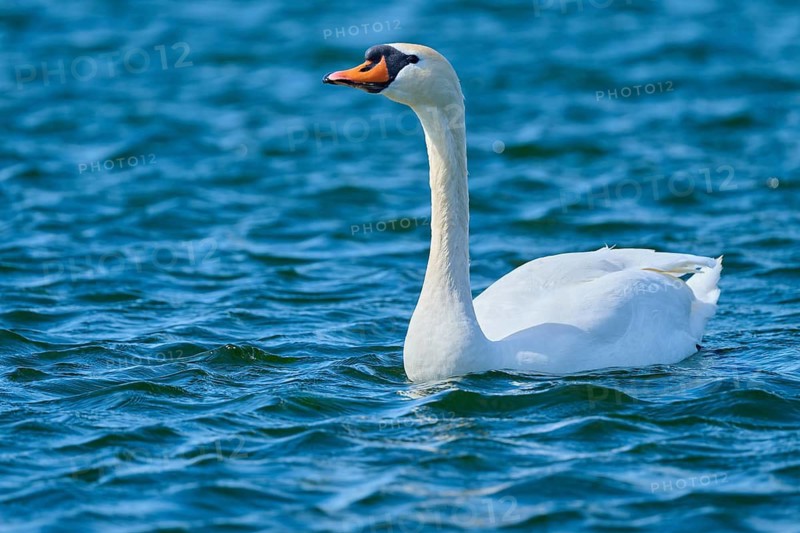 A swan swims majestically over the blue water, mute swan (Cygnus olor), spring, bird island, Altmühlsee, Muhr am See, Gunzenhausen, Franconian Lake District, Bavaria, Germany