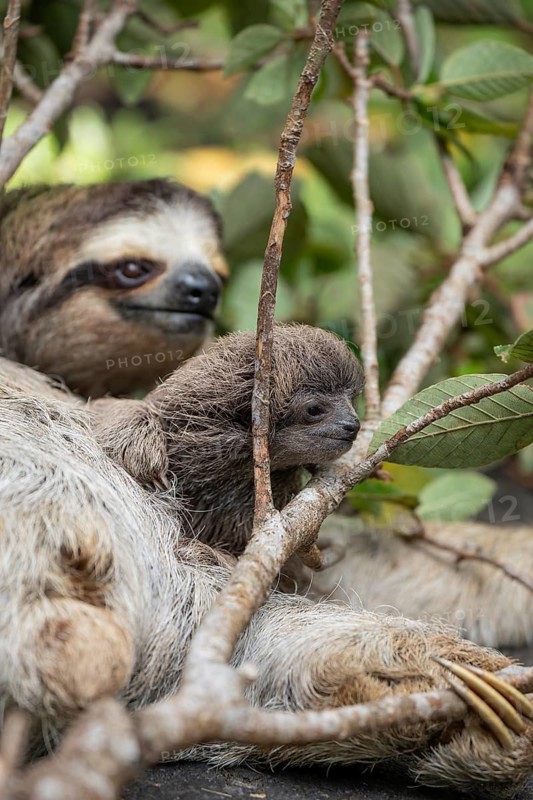 Close up of a cute baby three-toed sloth (Bradypus variegatus) resting on its mother's belly. Manzanillo, Limon, Costa Rica