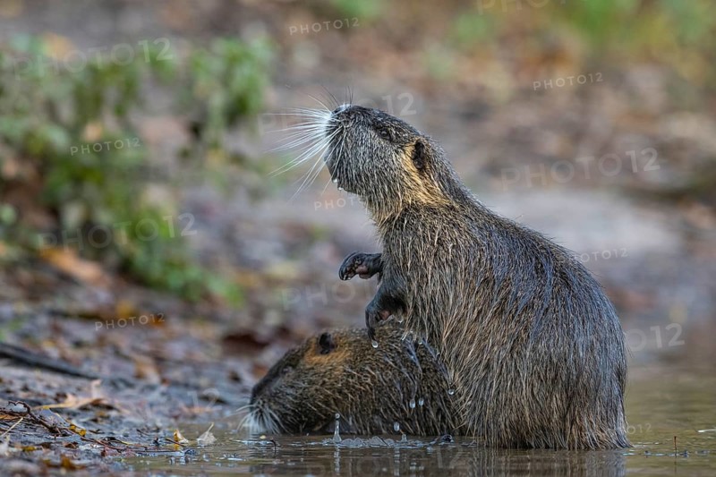 Nutria (Myocastor coypus) in a body of water, Osnabrück, Lower Saxony, Germany